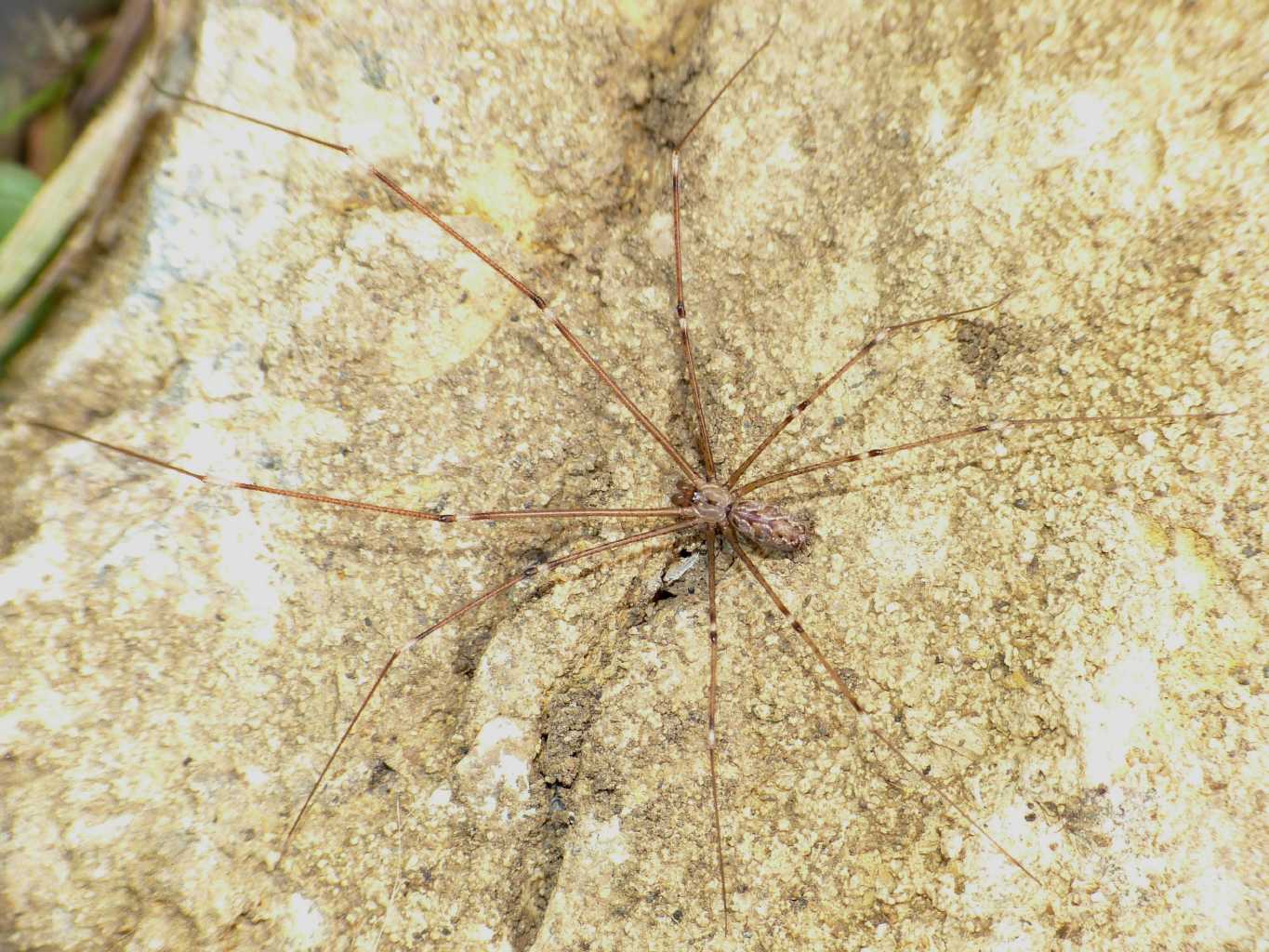 Holochnemus pluchei (Pholcidae)  - Santa Severa (RM)